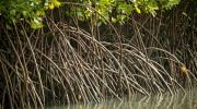 Mangrove, Archipel des Bijagos