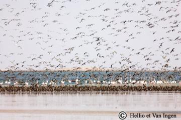 Avifaune, PNBA, Mauritanie