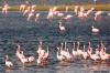 Flamants, Parc National du diawling, Mauritanie