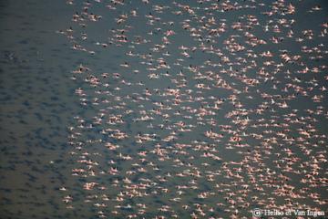 Vol de Flamants, Mauritanie